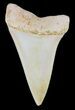 Mako Shark Tooth Fossil - Sharktooth Hill, CA #46790-1